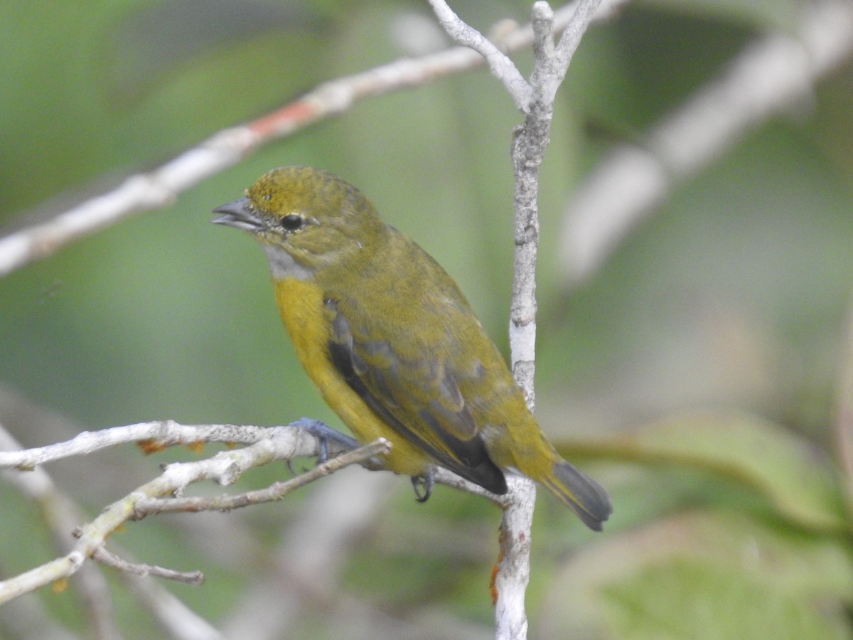 Thick-billed Euphonia - ML639003804