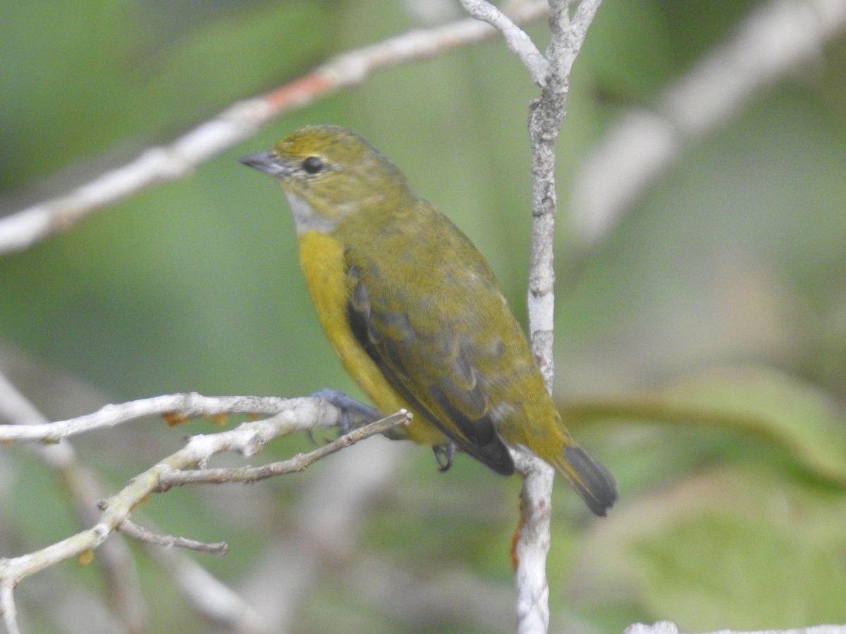 Thick-billed Euphonia - ML639003805