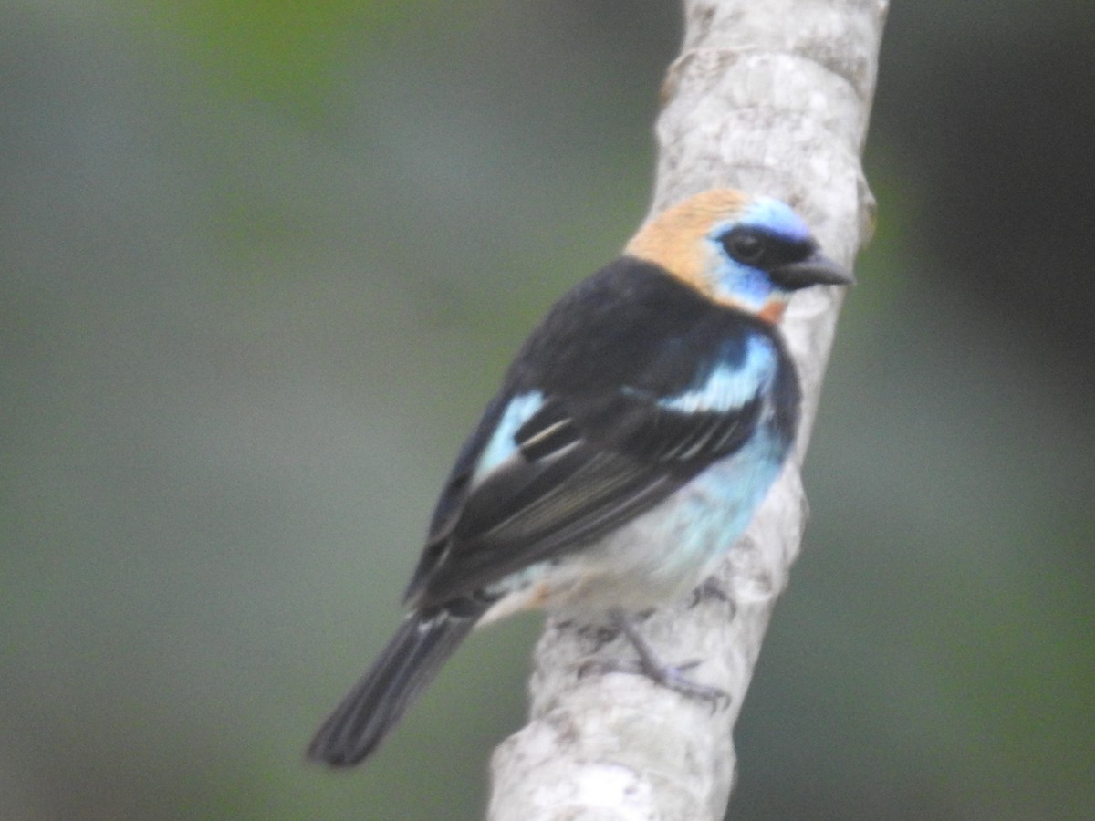 Golden-hooded Tanager - ML639003816