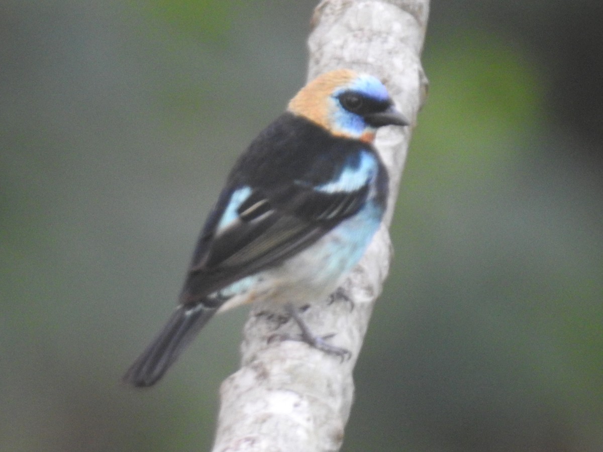 Golden-hooded Tanager - ML639003817