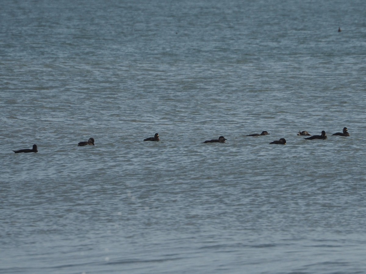 Black Scoter - ML639003951