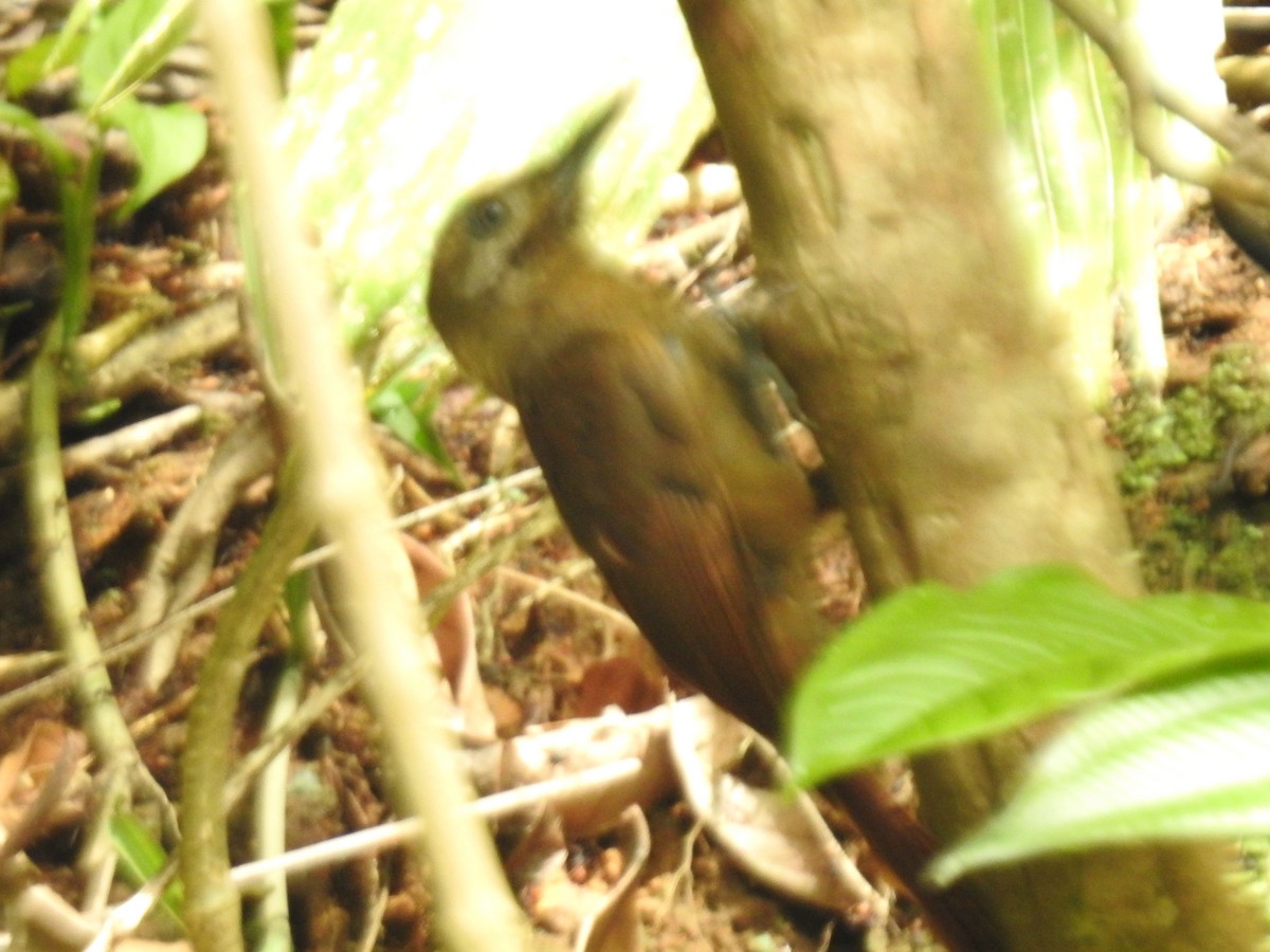 Plain-brown Woodcreeper - ML639003971