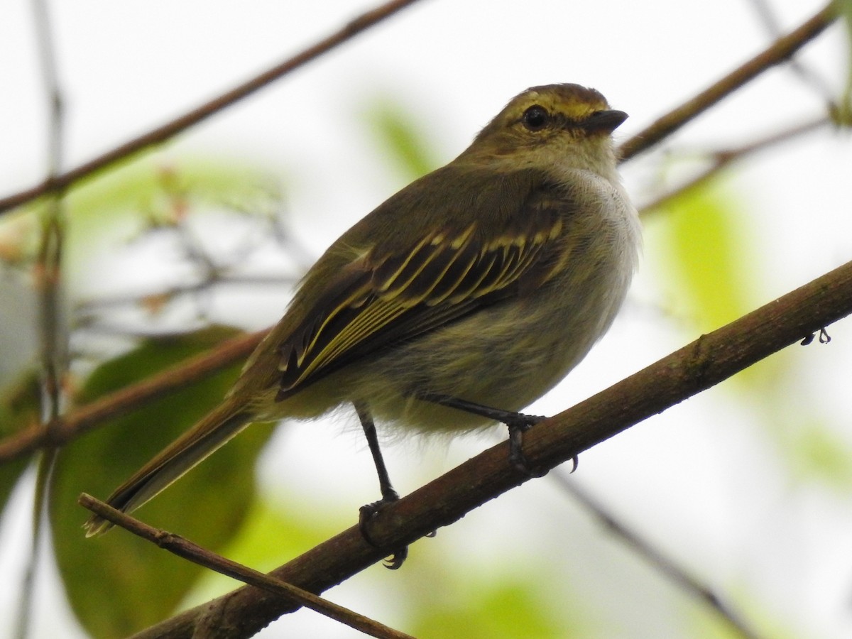 Choco Tyrannulet - ML639003982