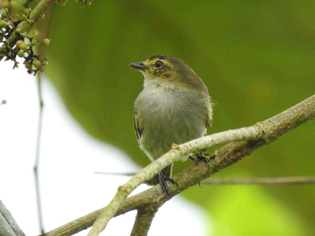 Choco Tyrannulet - ML639003983