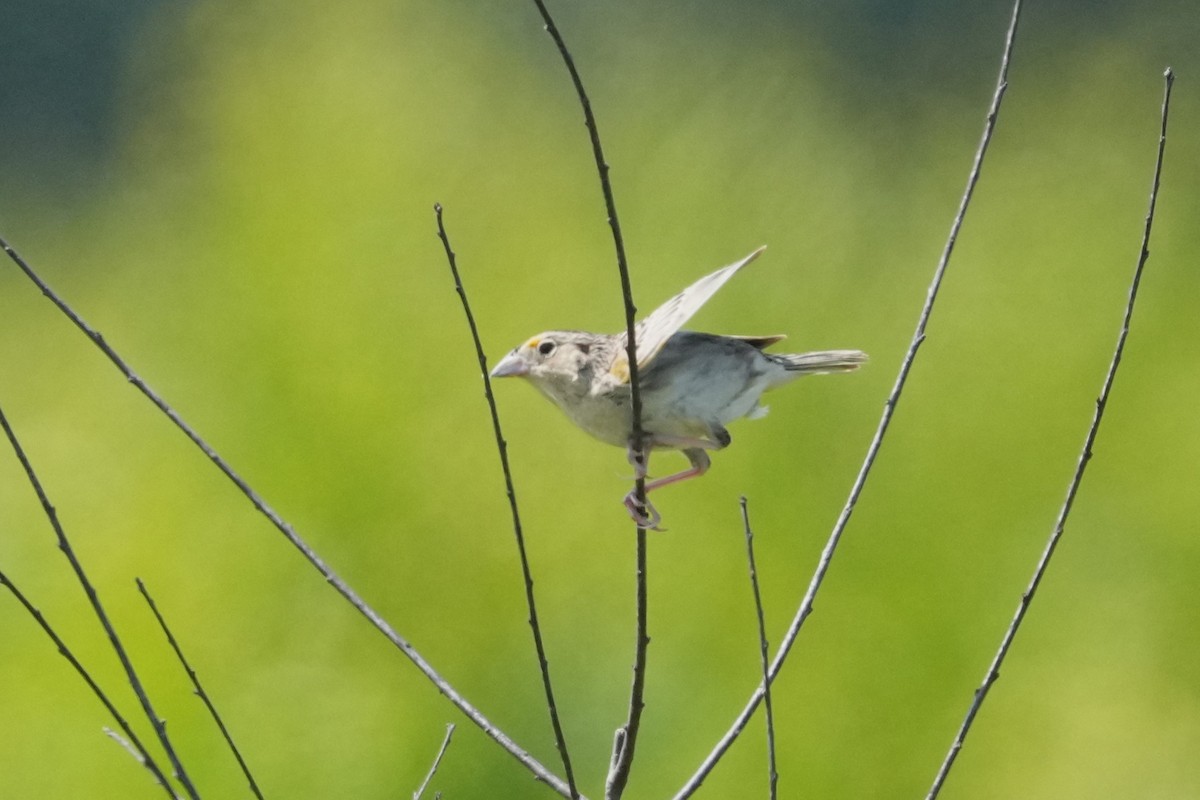 Grasshopper Sparrow - ML639004021