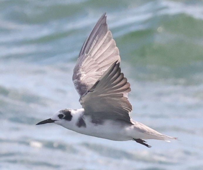 Black Tern - ML639004066