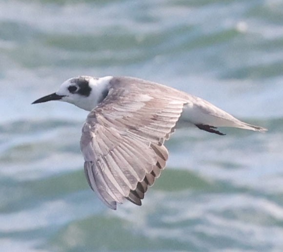 Black Tern - ML639004067