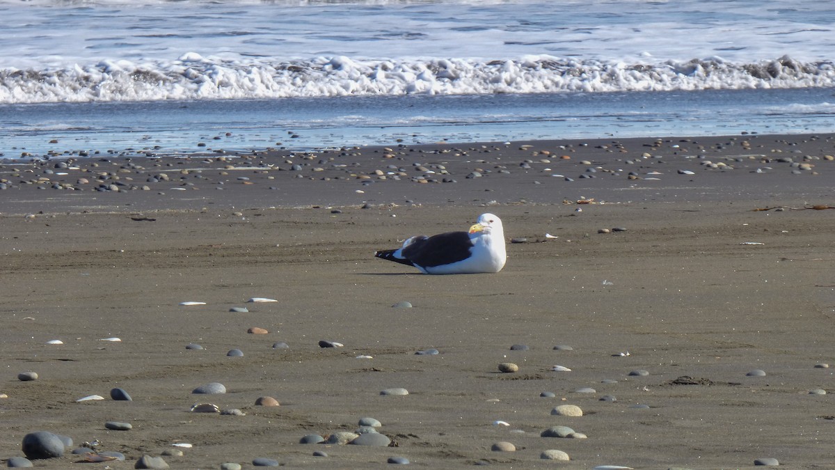 Kelp Gull - ML639004117