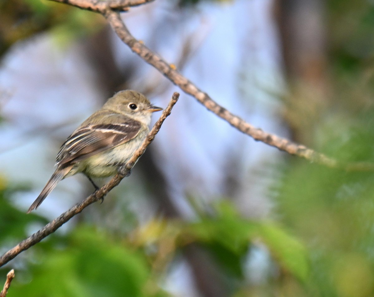 Least Flycatcher - ML639004158