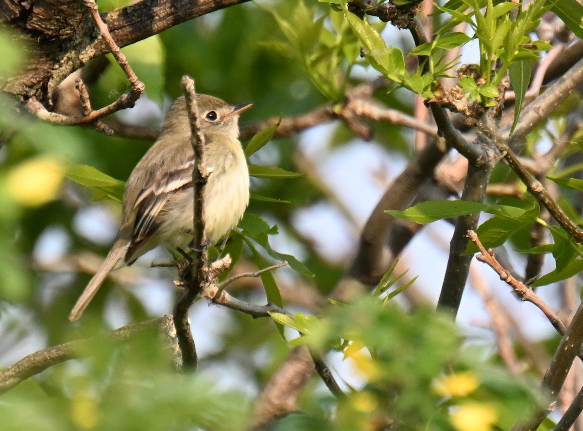 Least Flycatcher - ML639004159