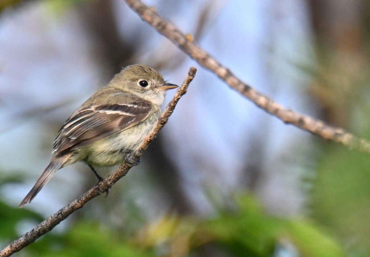 Least Flycatcher - ML639004160
