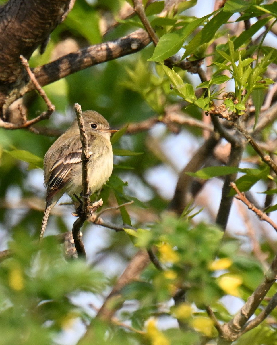 Least Flycatcher - ML639004161