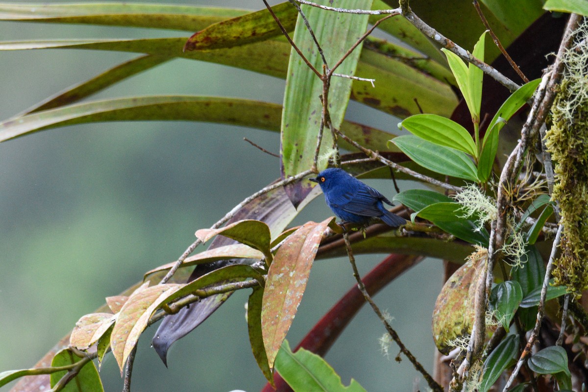 Deep-blue Flowerpiercer - ML639004171