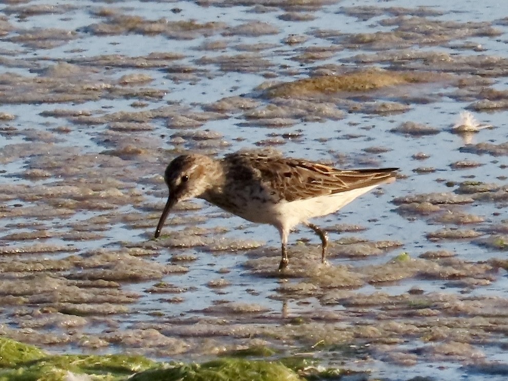 Bergstrandläufer - ML639004173