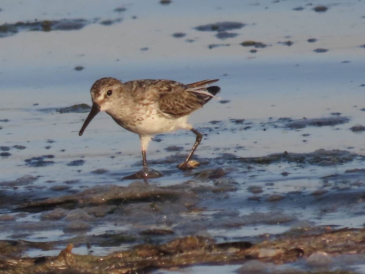 Bergstrandläufer - ML639004174