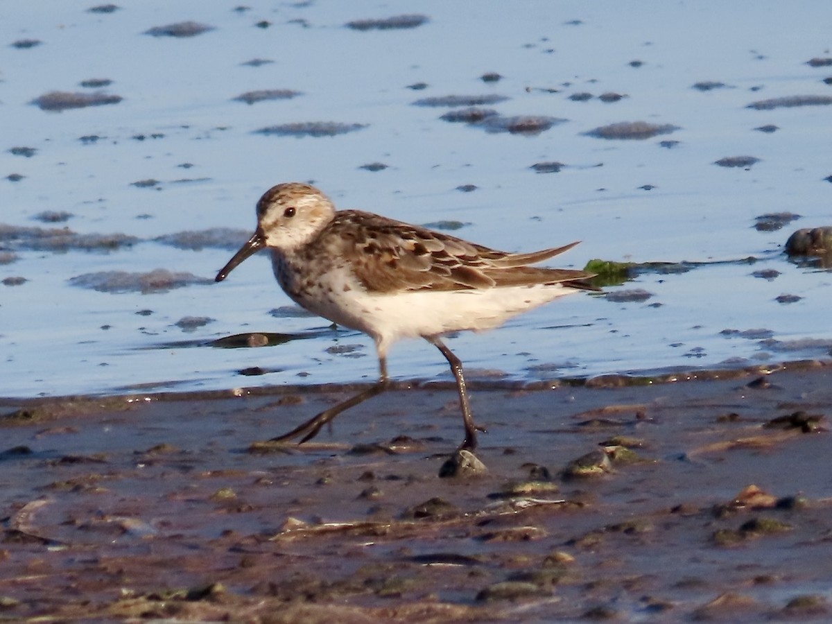 Bergstrandläufer - ML639004175