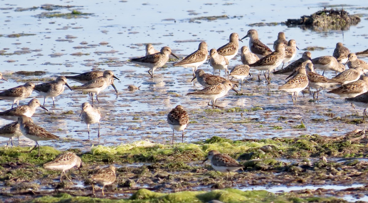 Bergstrandläufer - ML639004176