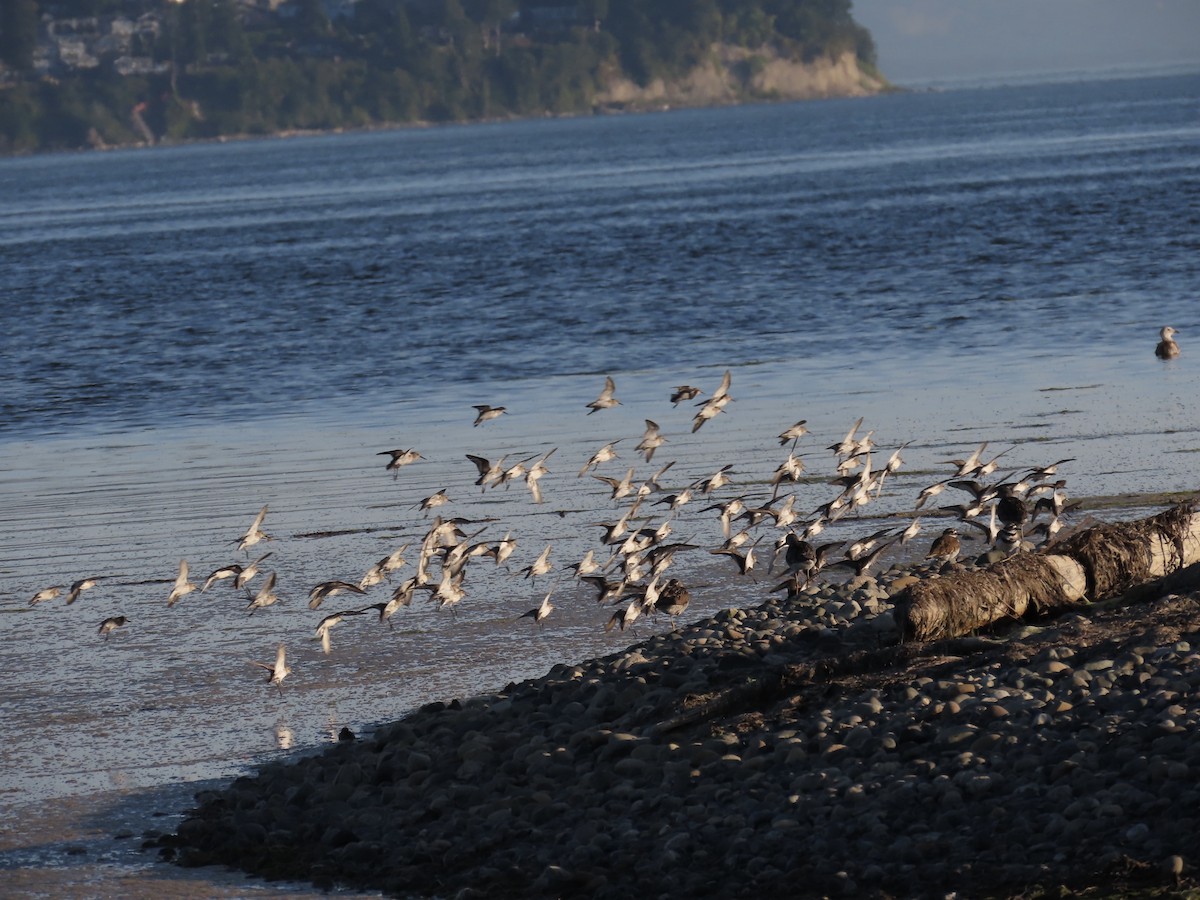 Bergstrandläufer - ML639004177