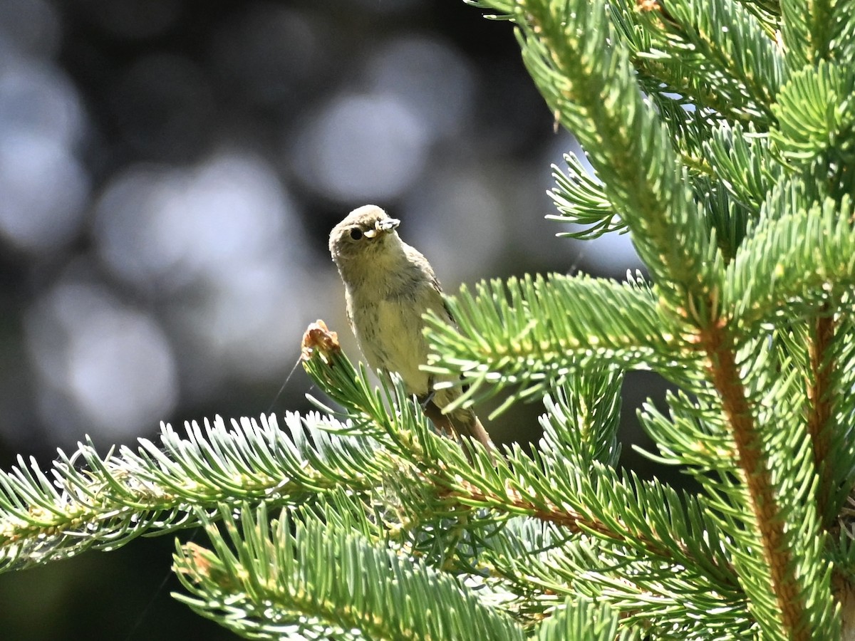Ruby-crowned Kinglet - ML639004189