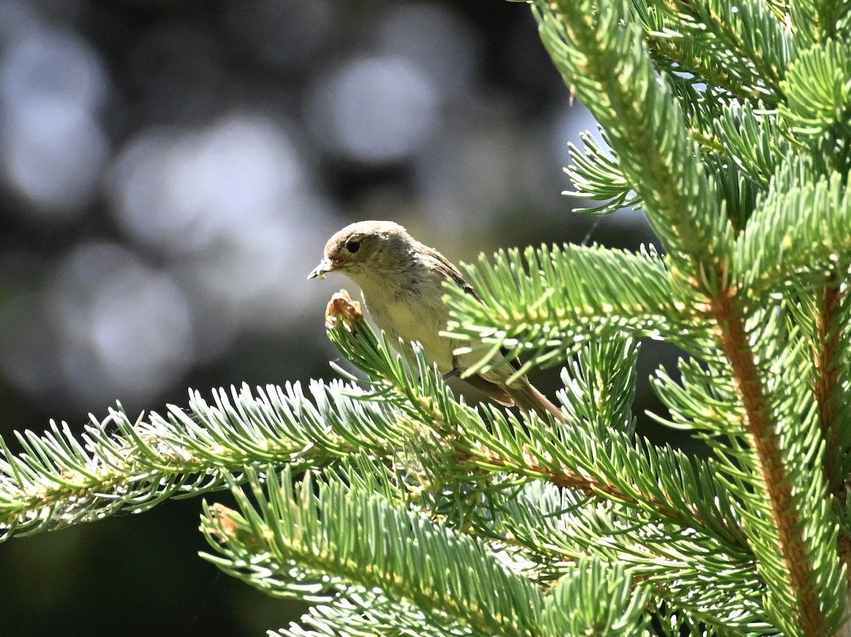 Ruby-crowned Kinglet - ML639004190