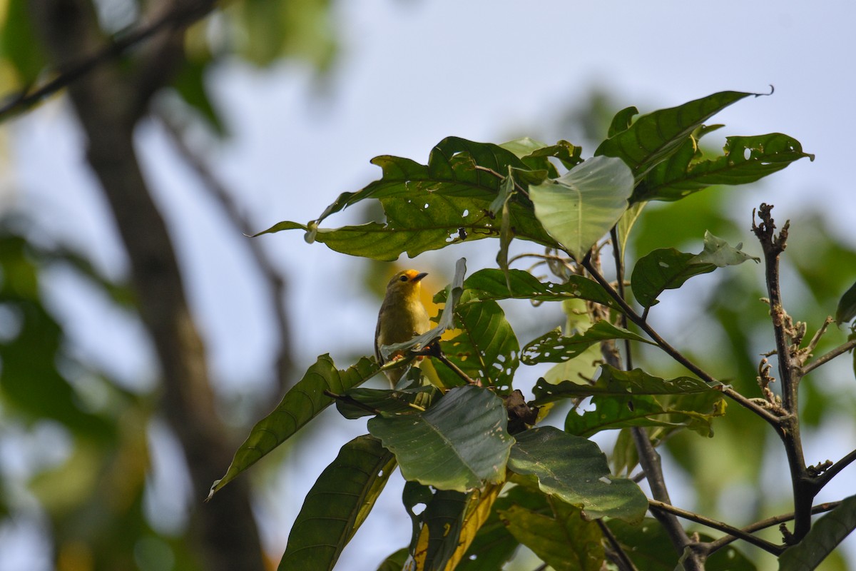 Orange-fronted Plushcrown - ML639004252