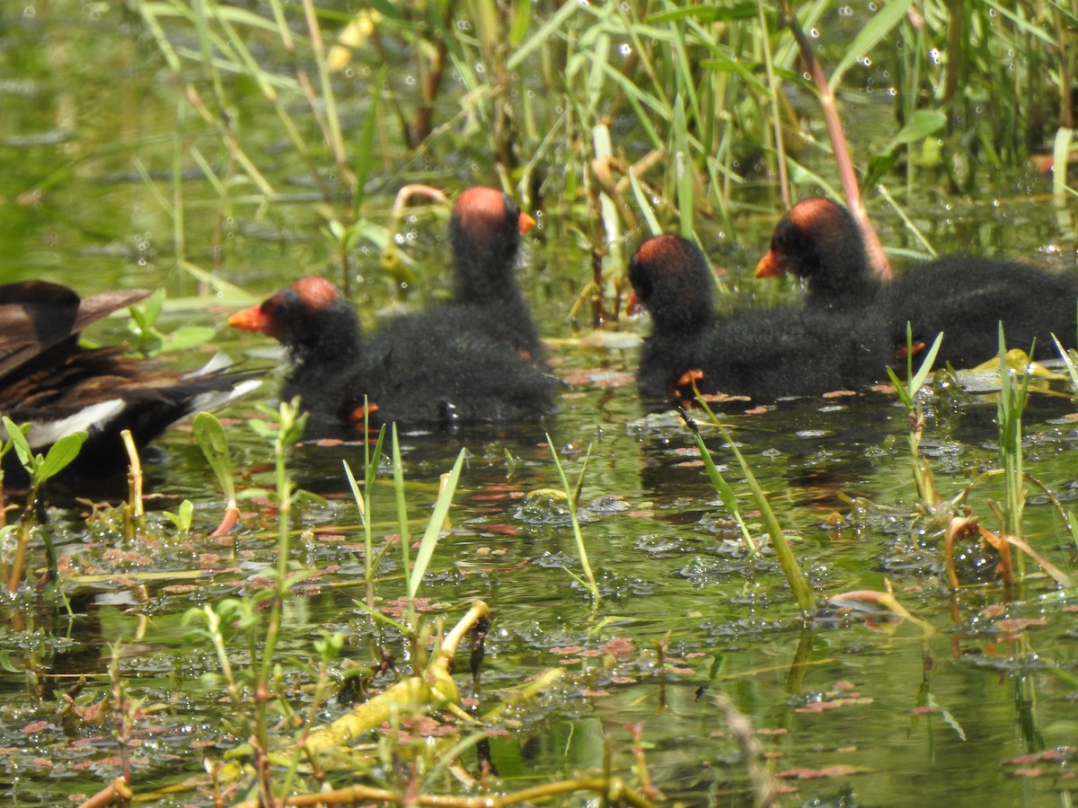 Common Gallinule - ML639004276