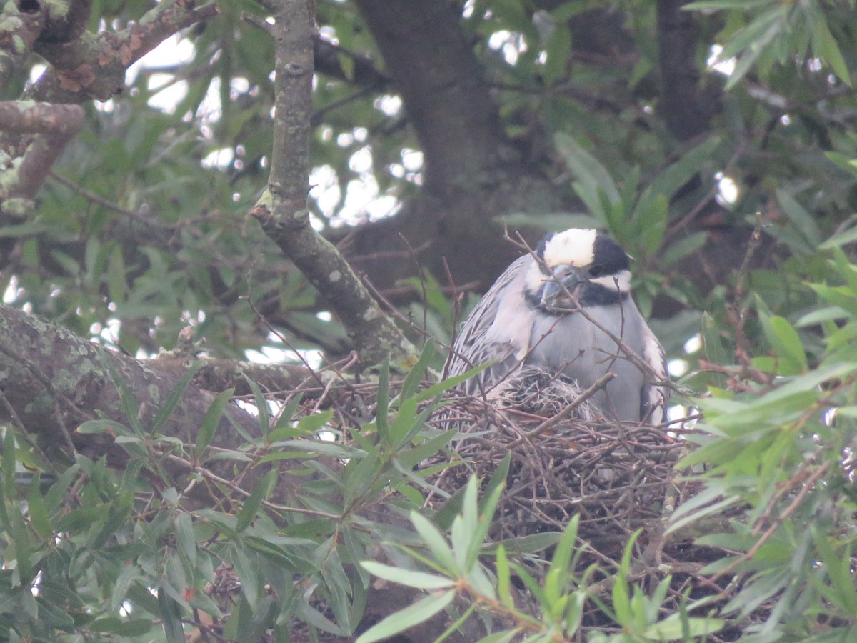 Yellow-crowned Night Heron - ML639004308
