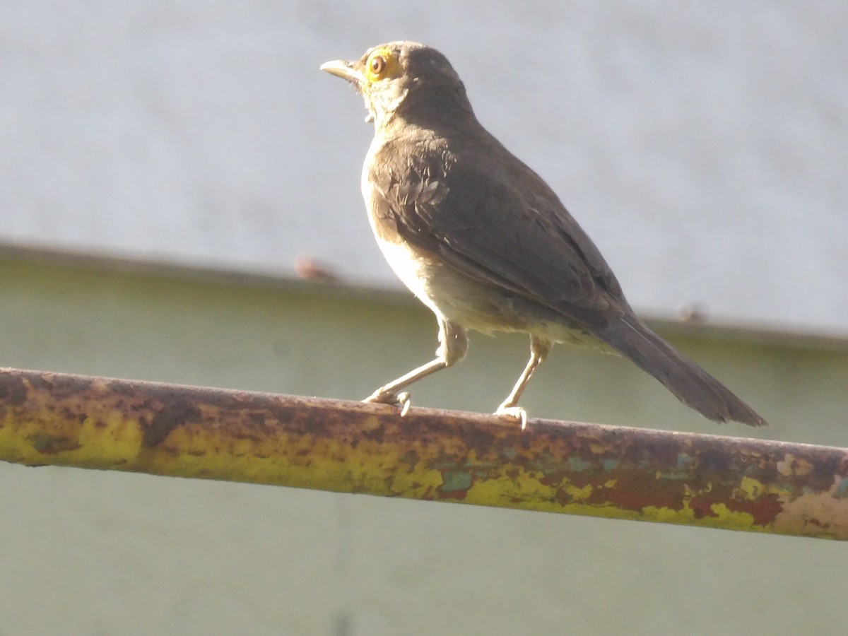 Spectacled Thrush - ML639004311