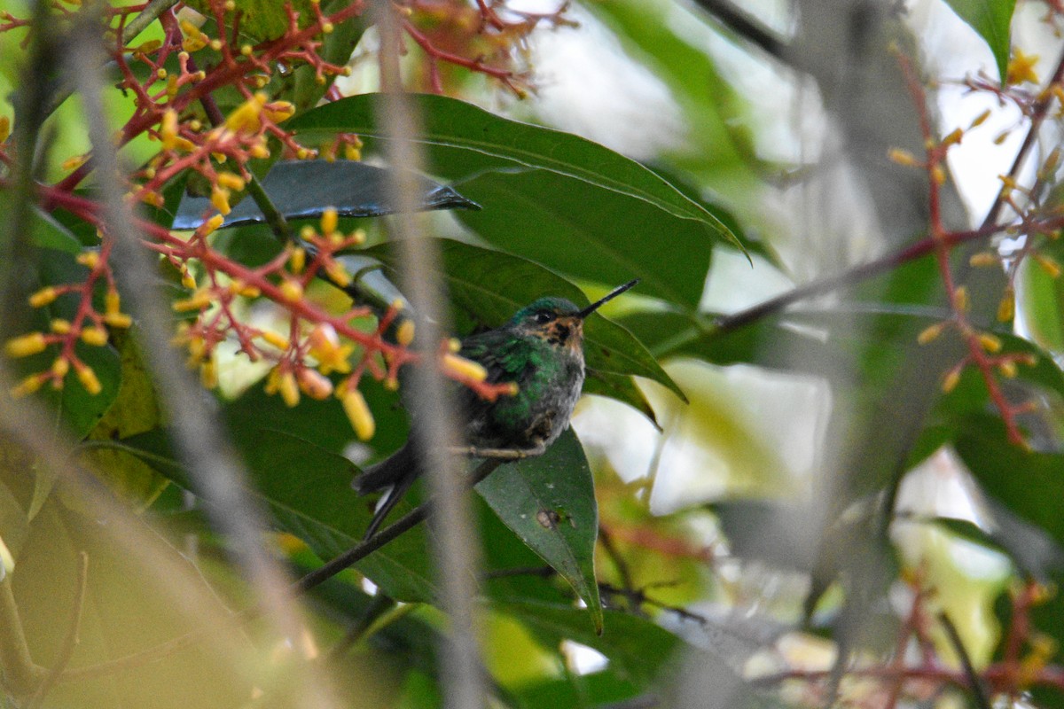 Rufous-vented Whitetip - ML639004491