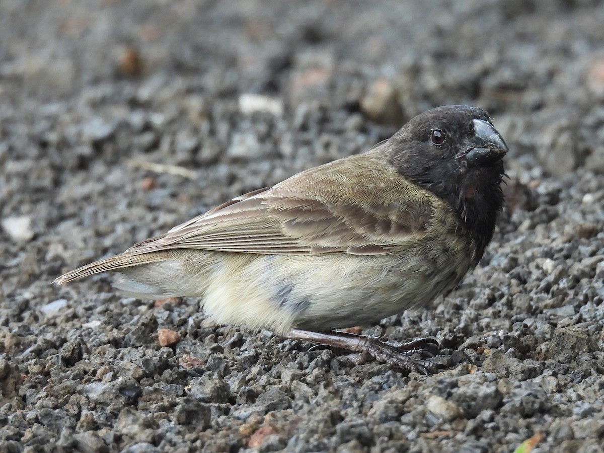 Vegetarian Finch - ML639004522