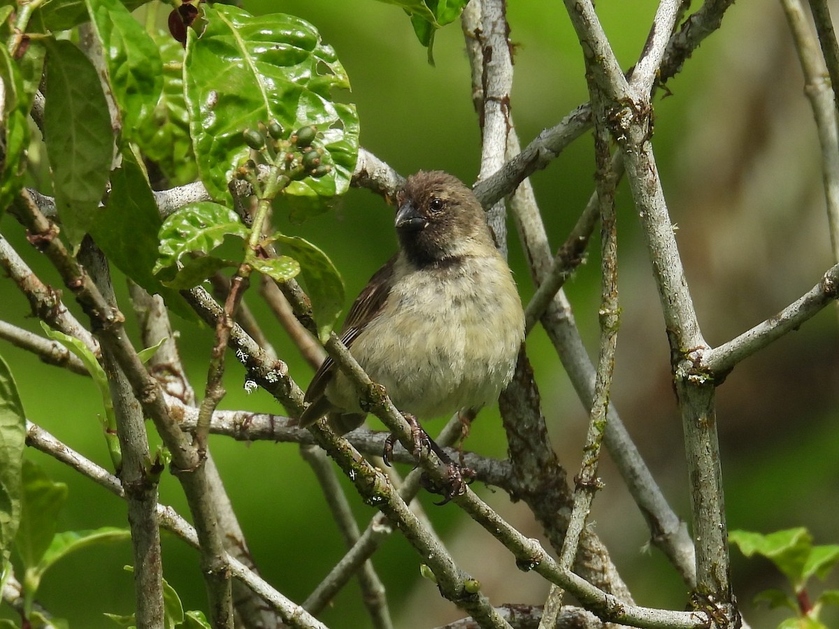 Small Tree-Finch - ML639004528
