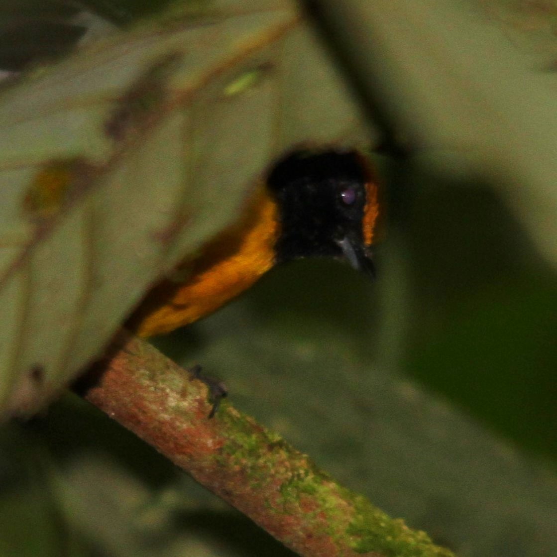 Tawny-capped Euphonia - ML639004591