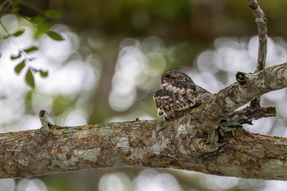 Lesser Nighthawk - ML639004596