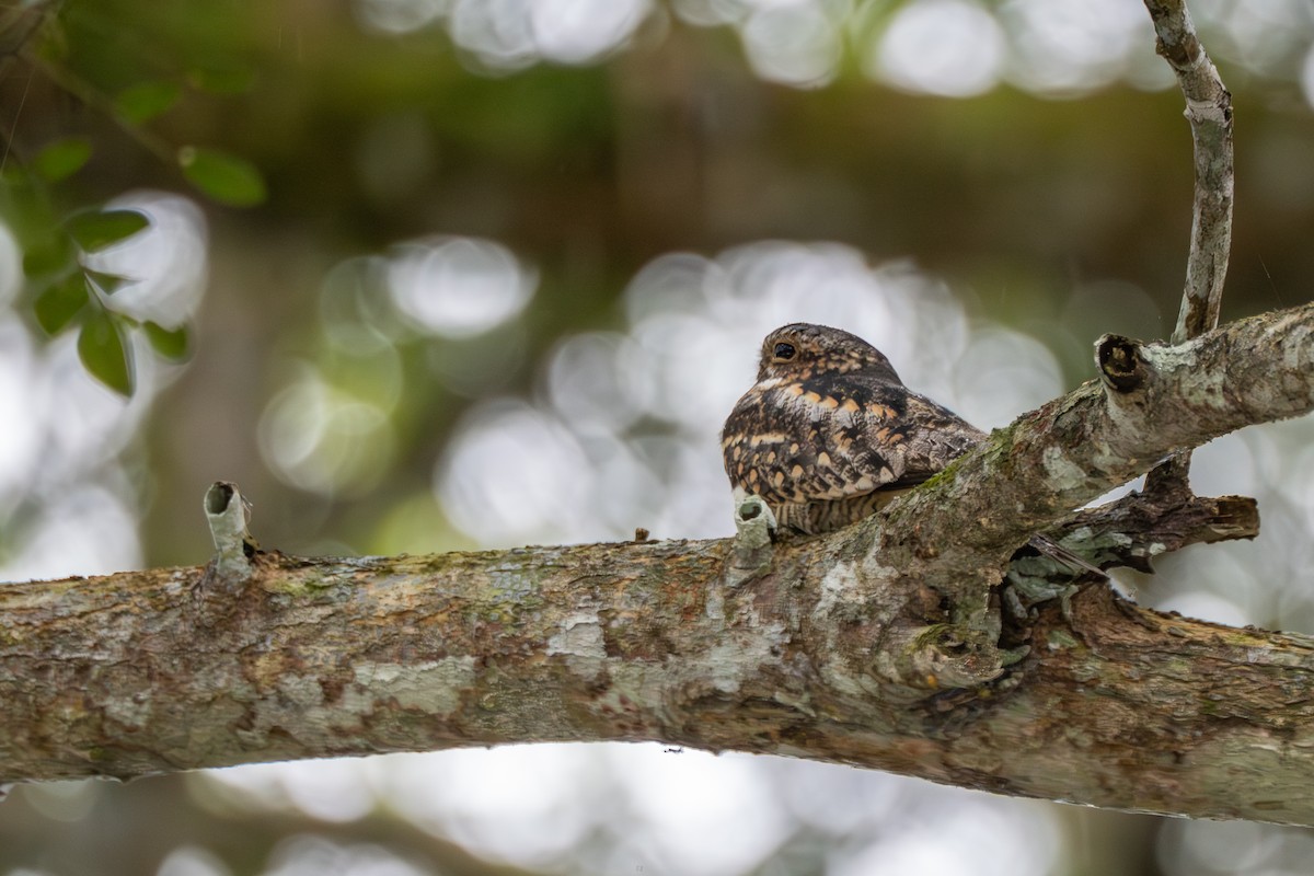 Lesser Nighthawk - ML639004597