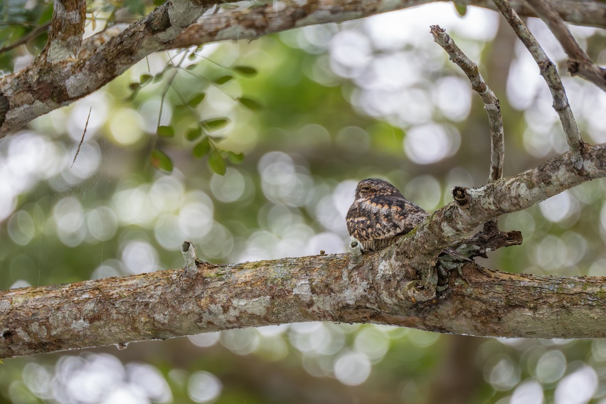 Lesser Nighthawk - ML639004598