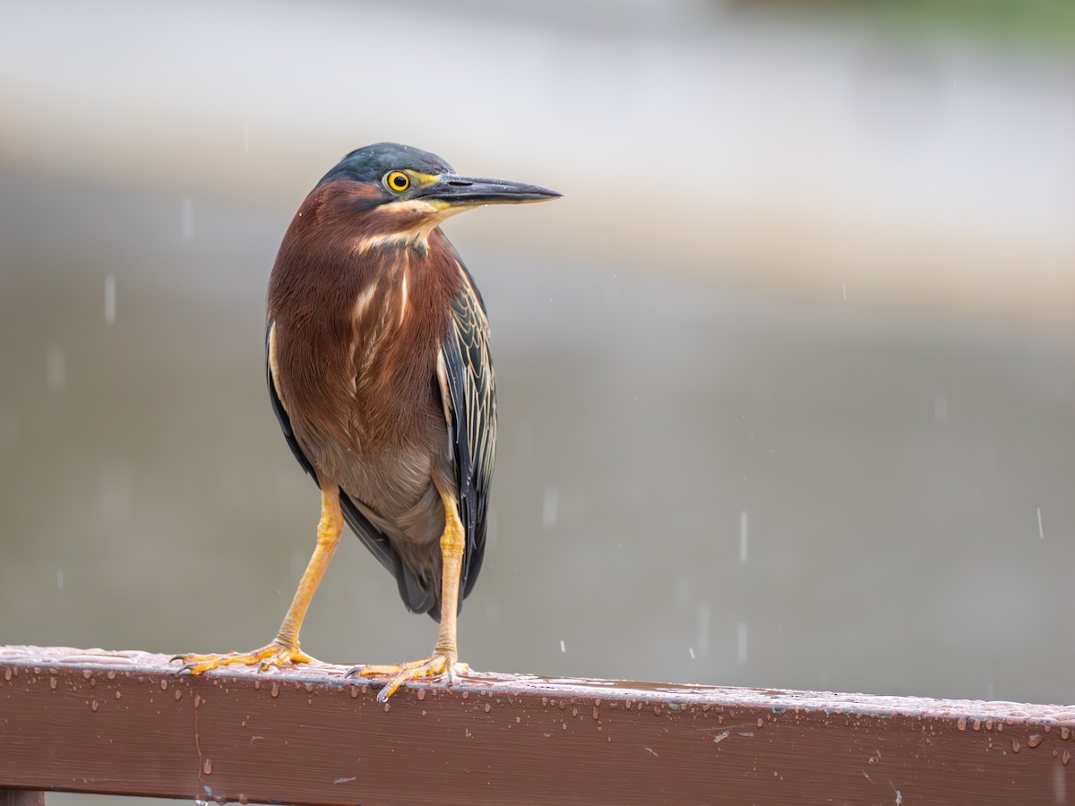 Green Heron - ML639004643