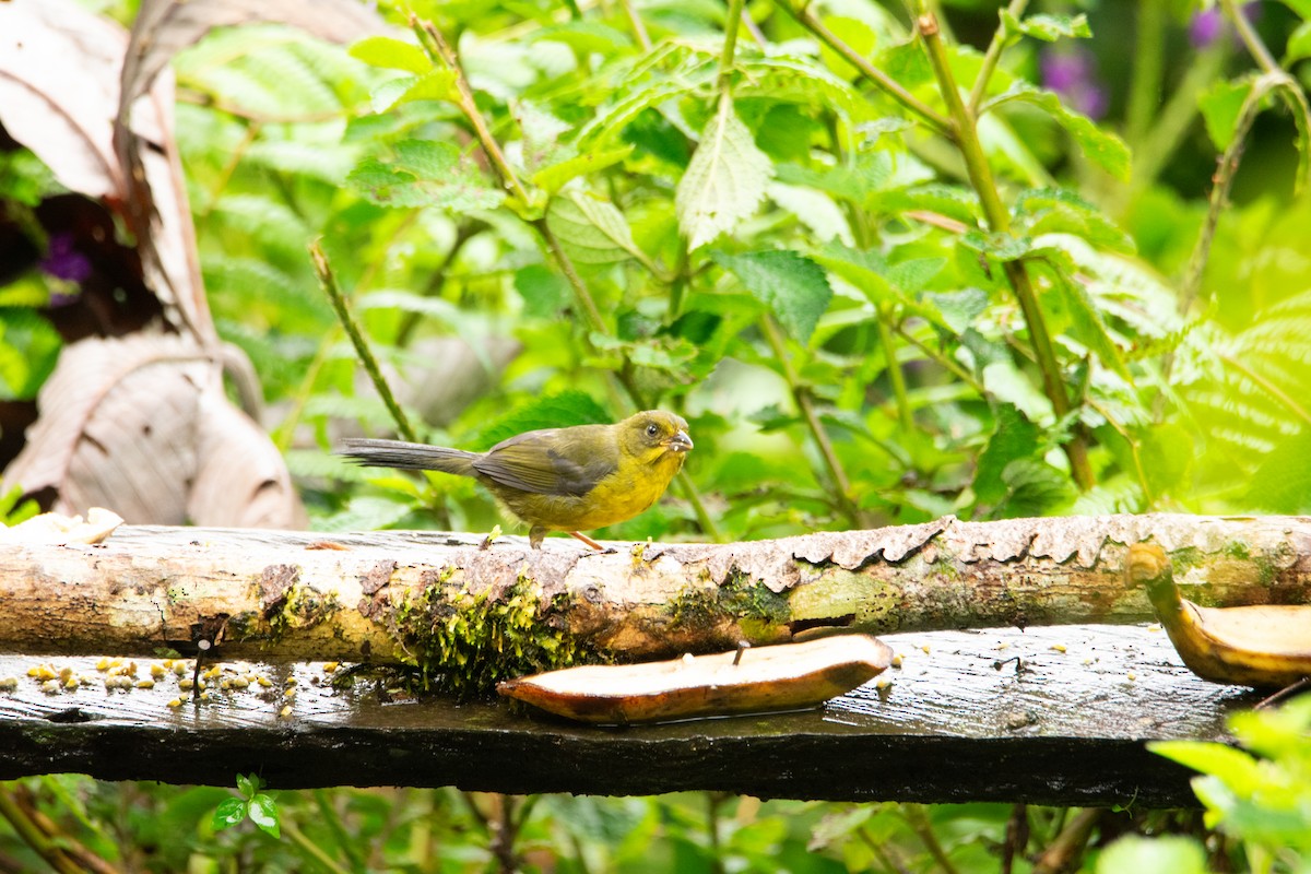 Dusky-headed Brushfinch - ML639004665