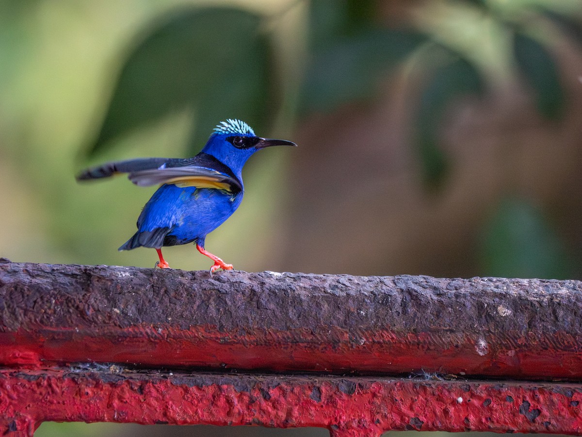 Red-legged Honeycreeper - ML639004682
