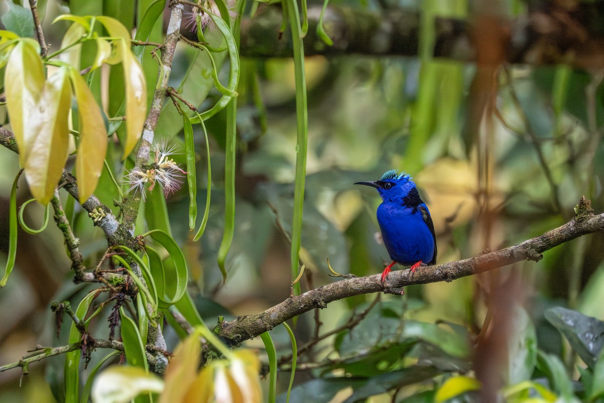 Red-legged Honeycreeper - ML639004683