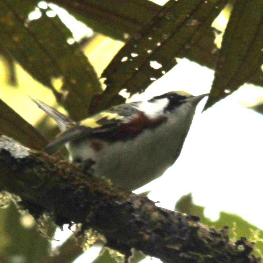 Chestnut-sided Warbler - ML639004688