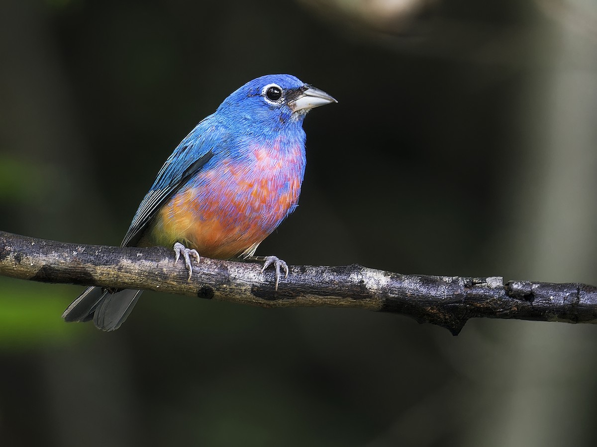 Rose-bellied Bunting - ML639004727