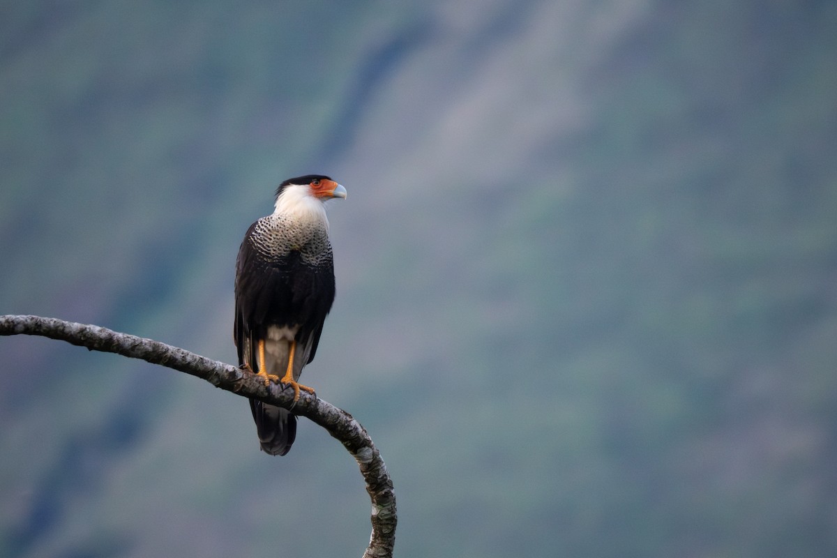Crested Caracara - ML639004733