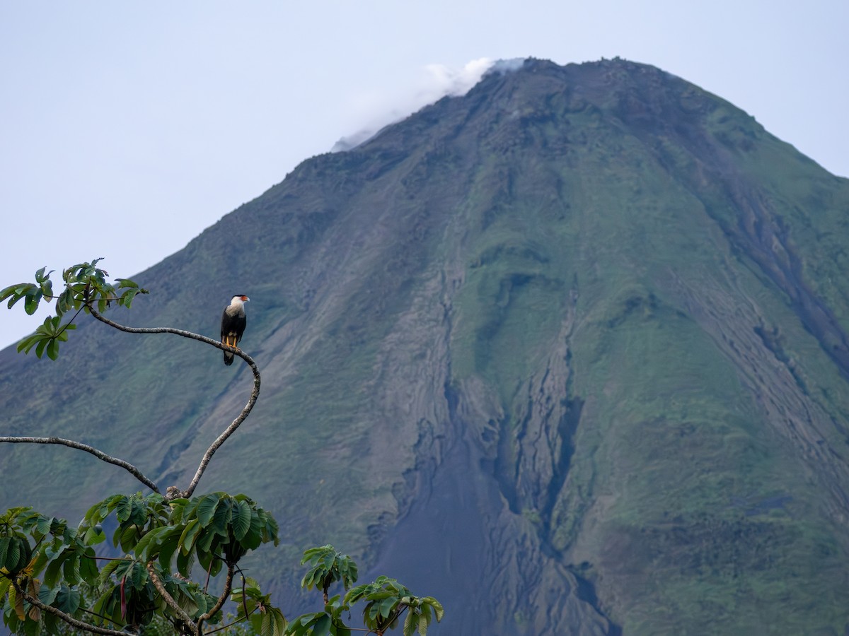 Crested Caracara - ML639004734