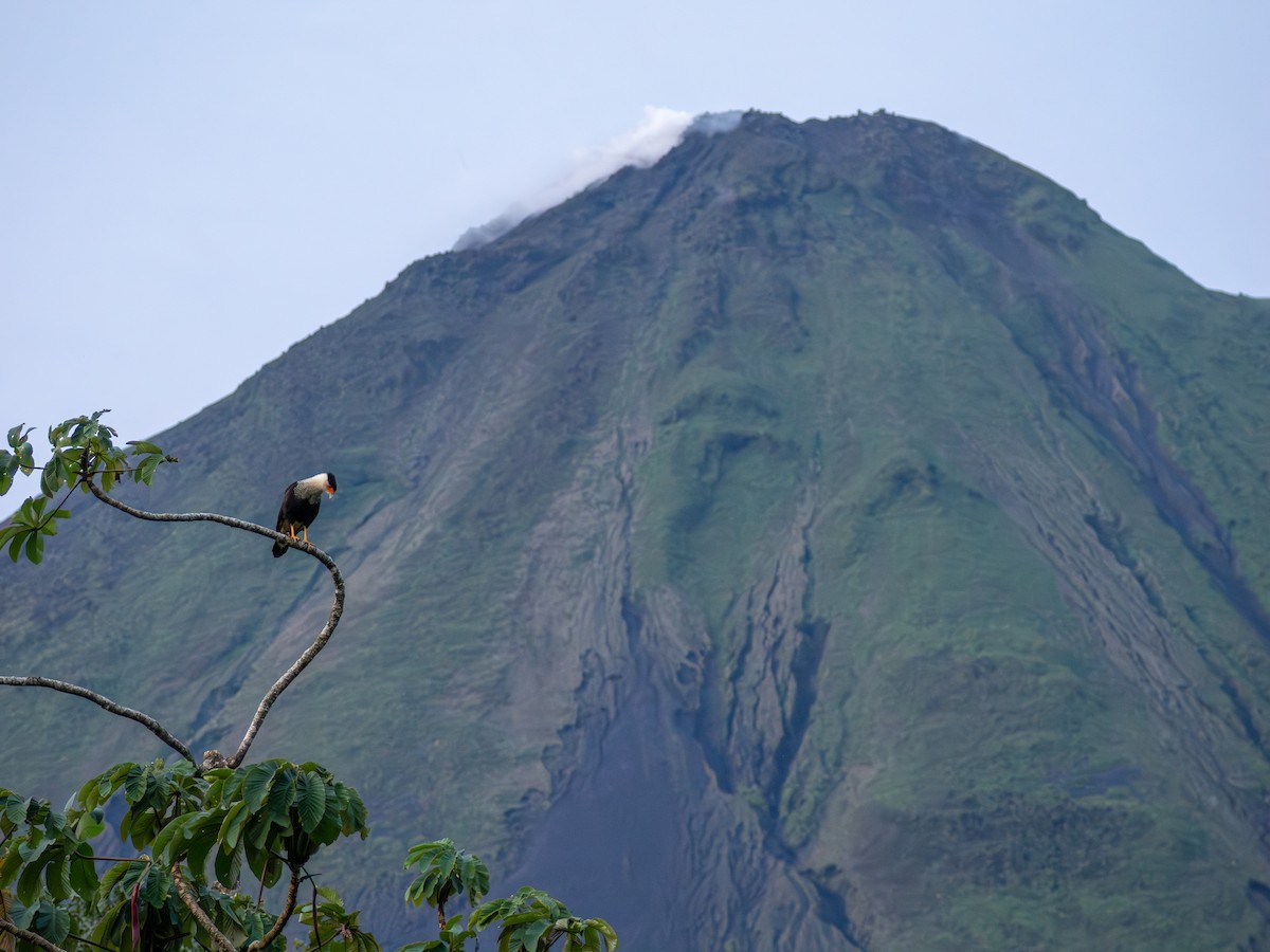Crested Caracara - ML639004735