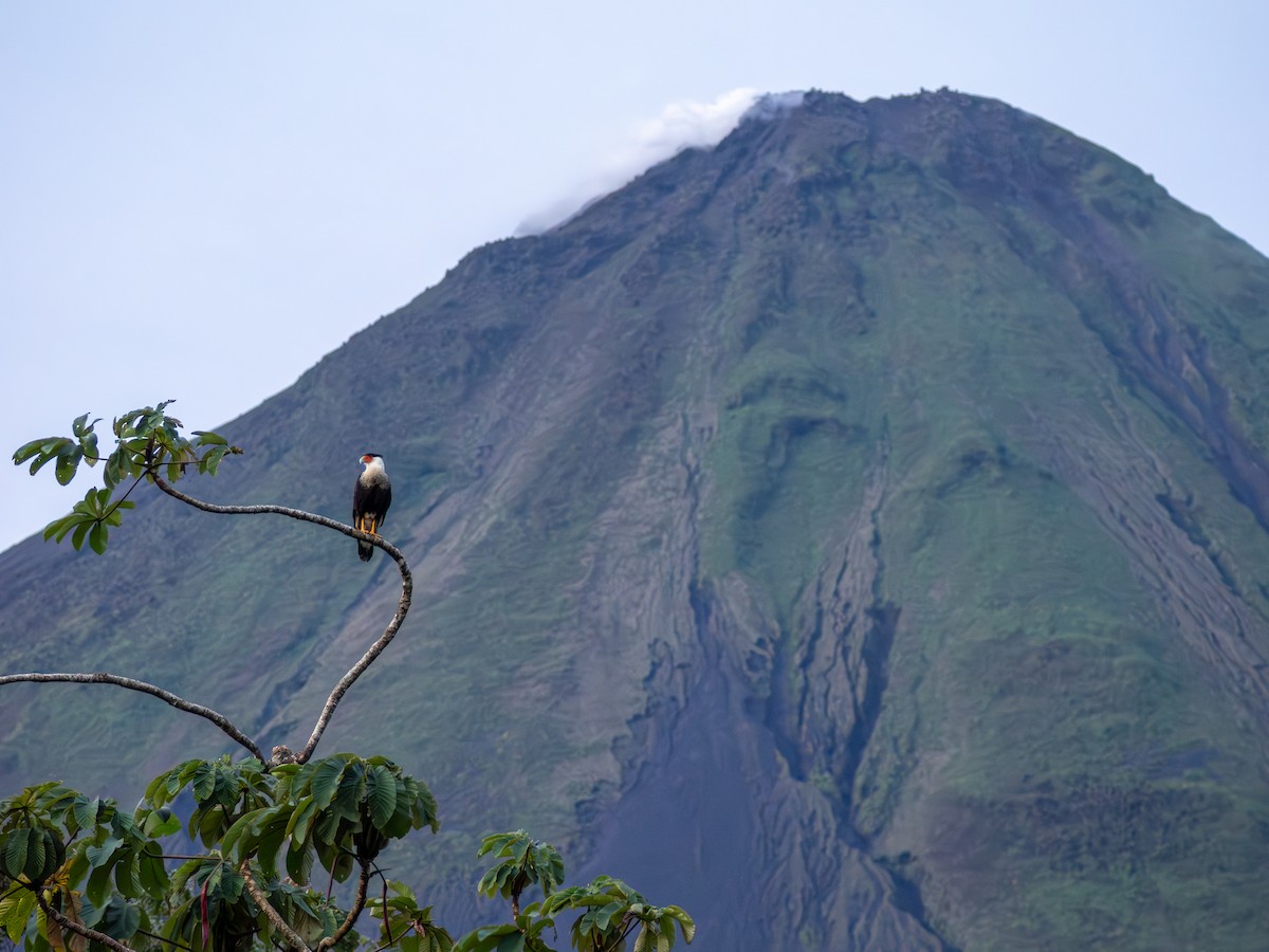 Crested Caracara - ML639004736