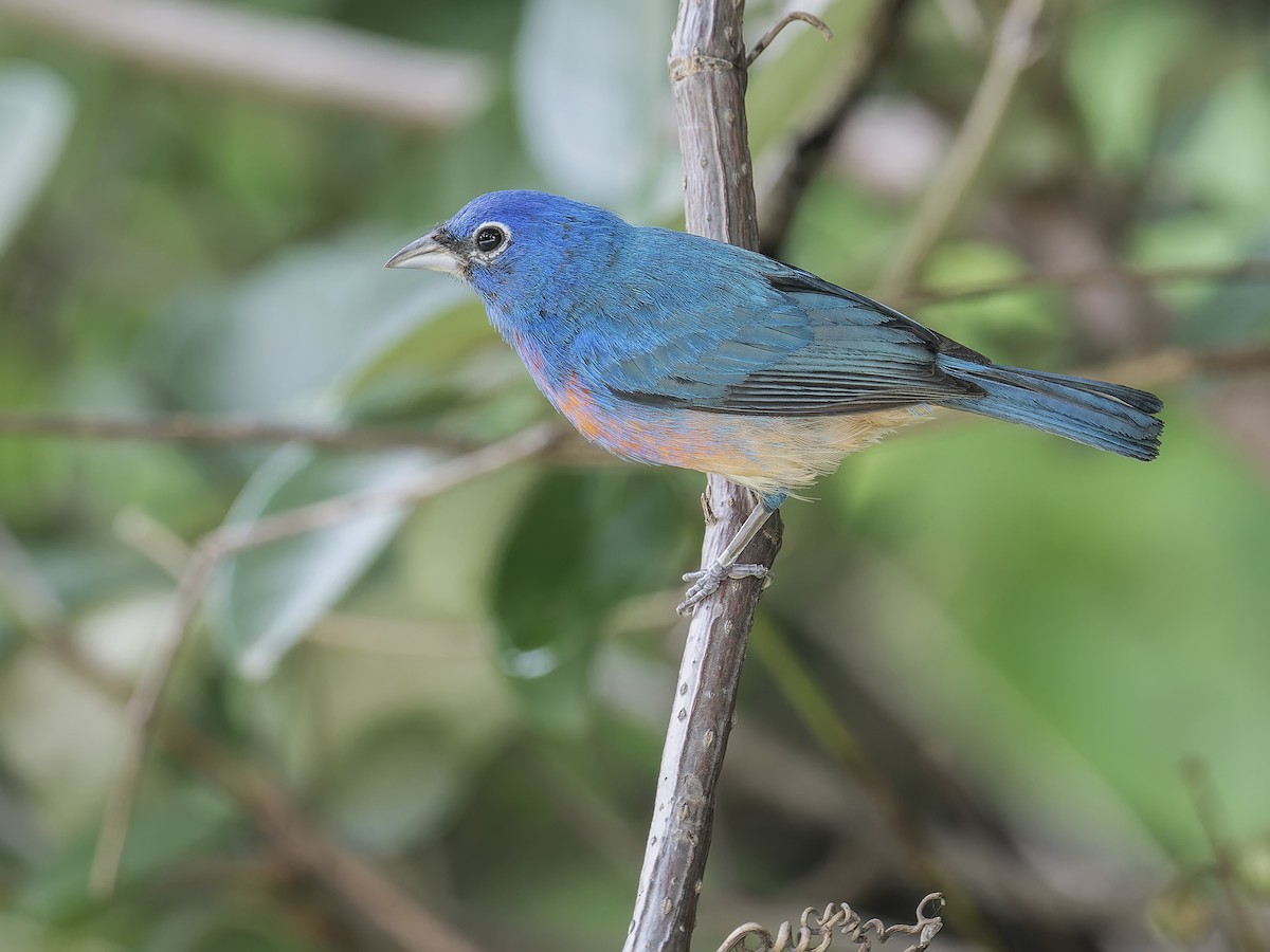 Rose-bellied Bunting - ML639004738