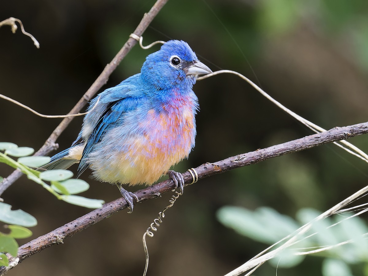 Rose-bellied Bunting - ML639004739