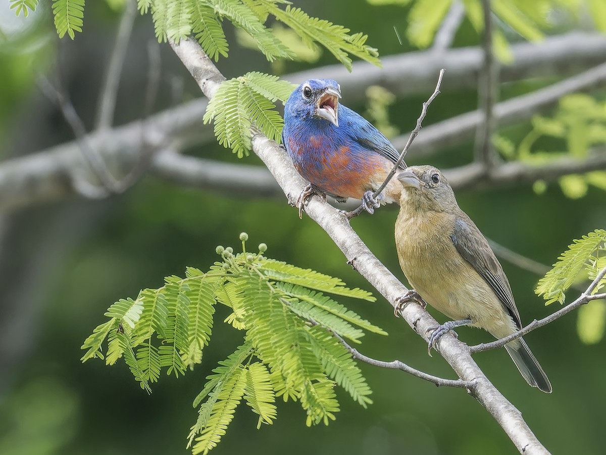 Rose-bellied Bunting - ML639004740
