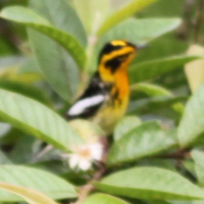 Blackburnian Warbler - ML639004762