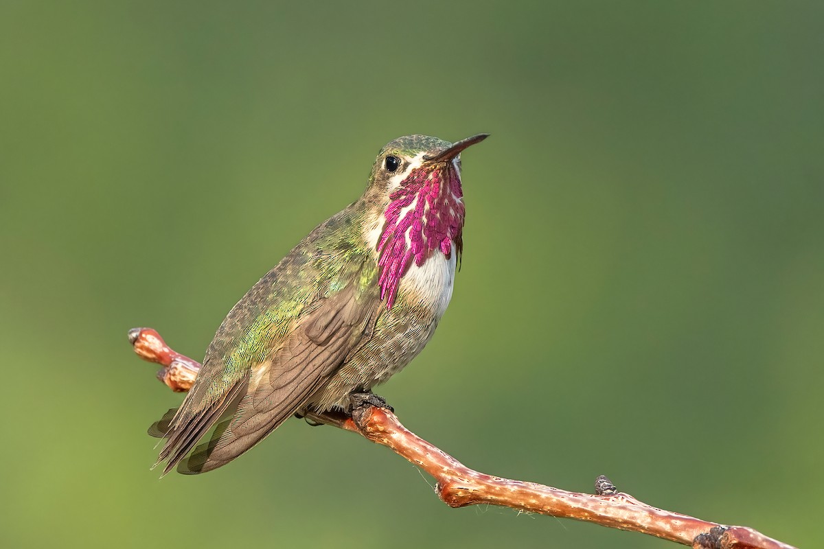 Calliope Hummingbird - ML639004776